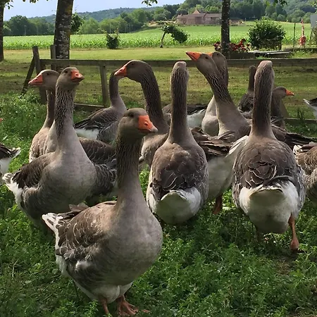 Villa Les Paroules - Luxury Dordogne - Farmhouses. *